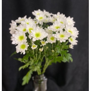 Купить хризантему кустовую белую с доставкой в Хабаровске