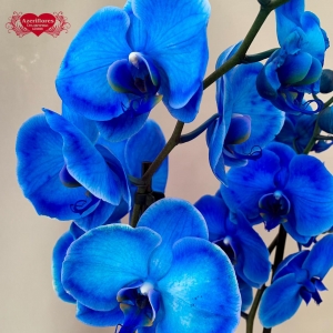 Купить крашеную орхидею Фаленопсис в Хабаровске