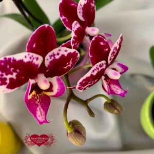 Купить мини орхидею в горшке в Хабаровске