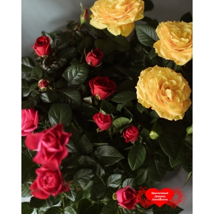Купить большую розу в горшке в Хабаровске