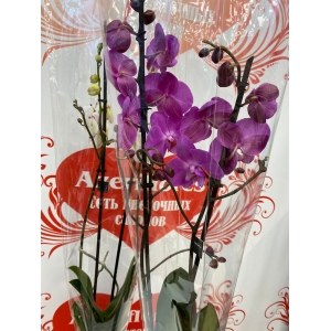 Купить двуствольную орхидею с доставкой в Хабаровске