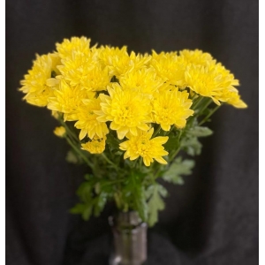 Купить хризантему кустовую жёлтую с доставкой в Хабаровске