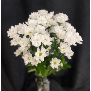 Купить хризантему «Ромашки» белую с доставкой в Хабаровске