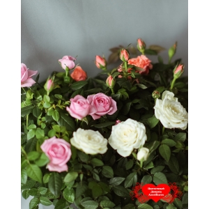 Купить маленькую розу в горшке в Хабаровске