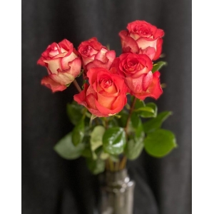 Купить розу «Игуазу» с доставкой в Хабаровске