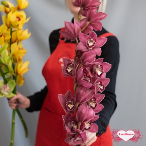 Купить ветку орхидеи поштучно в Хабаровске
