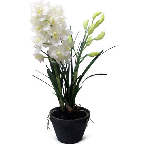 Купить орхидею Цимбидиум №2 в Хабаровске
