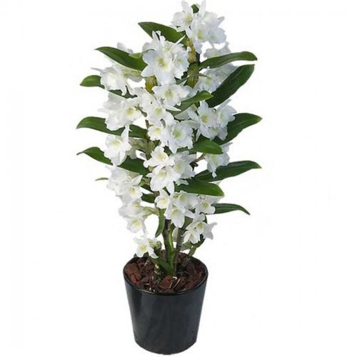Купить орхидею Дендробиум в Хабаровске