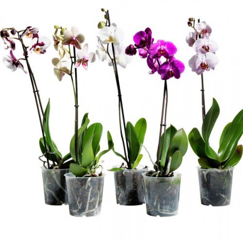 Купить орхидея фаленопсис в Хабаровске