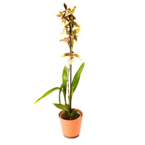 Купить орхидею Камбрия в Хабаровске