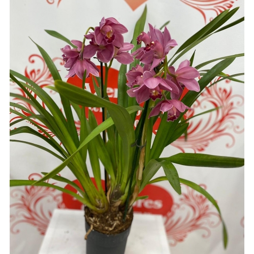 Купить орхидею цимбидиум в горшке с доставкой в Хабаровске