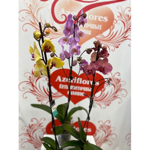 Купить орхидею в горшке с доставкой в Хабаровске