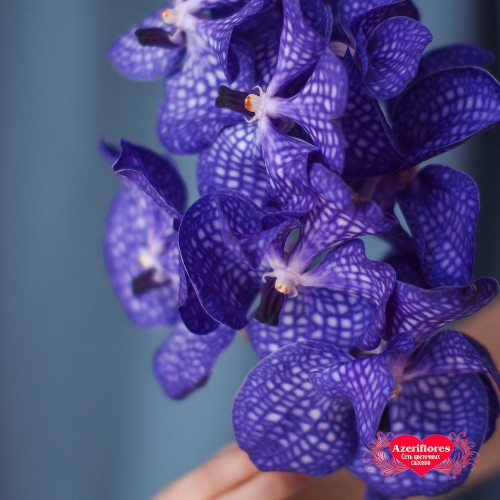Купить орхидею Ванда (Vanda) в Хабаровске