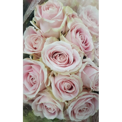 Розовые розы со скидкой