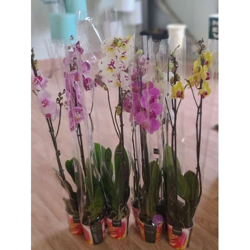 Купить орхидея фаленопсис в Хабаровске
