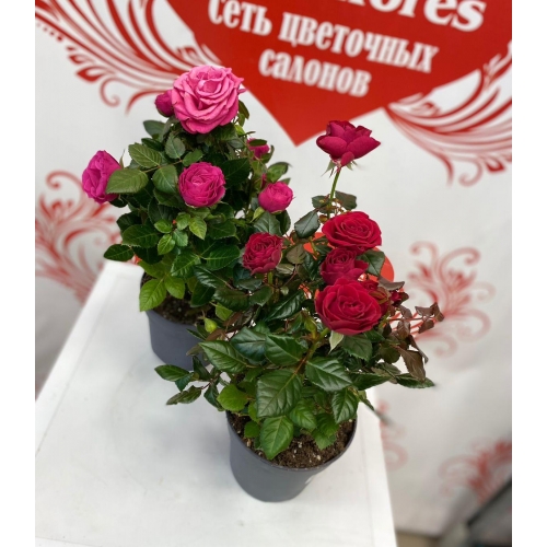 Купить большая роза в горшке с доставкой в Хабаровске
